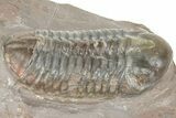 Colorful Phacopid (Struveaspis) Trilobite - Jorf, Morocco #329073-2